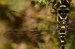David Plant Photography - Wildlife Photography - Golden-ringed dragonfly - B